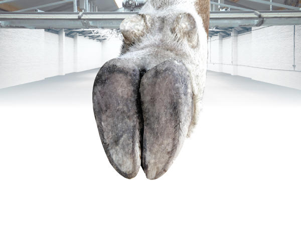 cuidado de las pezuñas con delaval