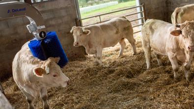 Delaval SBB cepillo vacuno carne