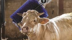 delaval-cepillo-rotativo-vacuno-carne