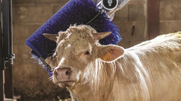 delaval-cepillo-rotativo-vacuno-carne