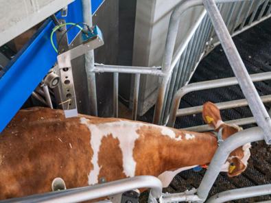 DeLaval Puntuación de la condición corporal BCS