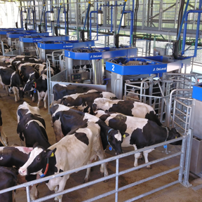 robot-de-ordeño-delaval-vms-batch-milking