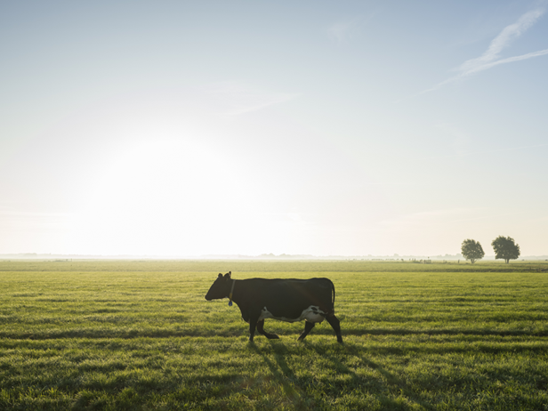 vaca-pastando-delaval