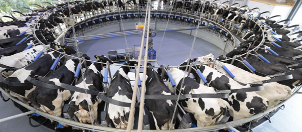 deLaval-think-big-grandes-rebaños-Rotativas
