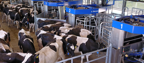 batch-milking-Think-Big-para-grandes-rebaños de-DeLaval con robots de ordeño