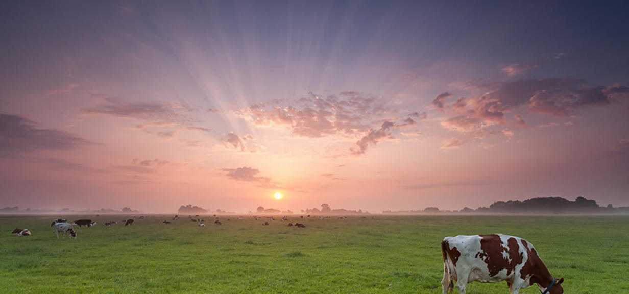 A white and black cow in the foreground of a beautiful night sky