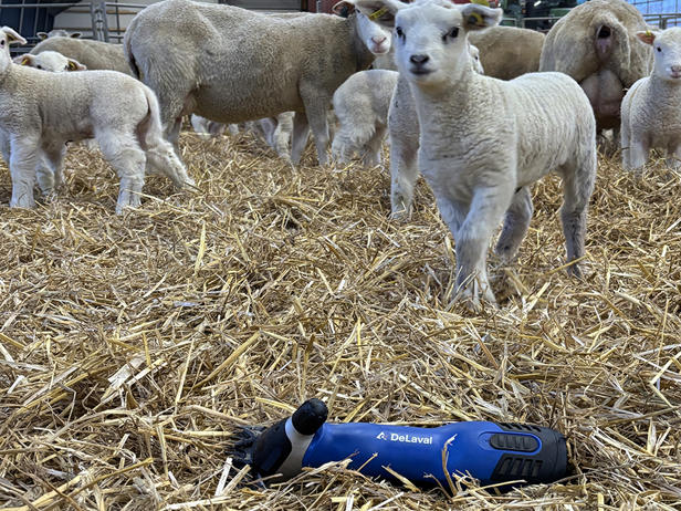 Blå batteriklipper för får och köttdjur ligger i halm och man ser vita får i bakgrunden.