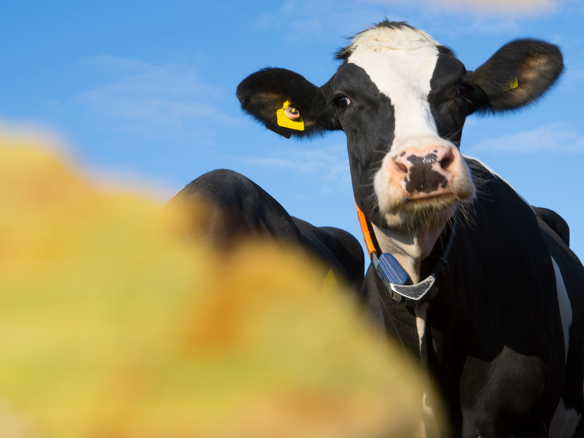 Kor står ute och njuter av den blå himlen