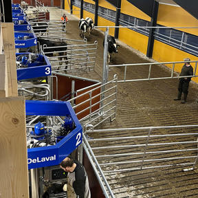 Ytan fär förberedd för korna. Tillfälliga grindar sätts upp för att hjälpa kora att går rätt och förstå hur det fungerar.