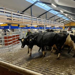 De svartvita korna kommer in i mjölkanläggningen för första gången.