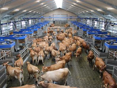 DeLaval VMS™ Batch Milking - VMS Anordnung um Vorwartehof mit Kühen