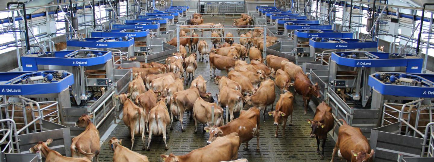 DeLaval VMS™ Batch Milking - VMS Anordnung um Vorwartehof mit Kühen