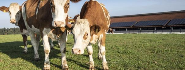 Two cows on field