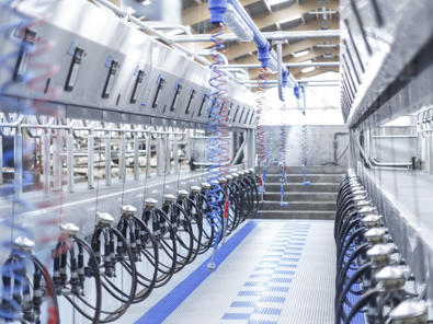 Der DeLaval P2100 ist für höchste Melkleistung und Langlebigkeit konzipiert. Die robuste Edelstahlkonstruktion bietet Stabilität und Hygiene auf höchstem Niveau. Dank der optimierten Kuhpositionierung und schnellen Ein- und Auslassmechanismen ermöglicht der P2100 kurze Melkzeiten, hohen Tierdurchsatz und entspanntes Melken – ideal für große Herden und professionelle Milchviehbetriebe.