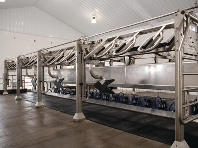 Das Bild zeigt den DeLaval P500, einen robusten und langlebigen Parallelmelkstand für höchste Effizienz und Komfort. Durch seine kompakte Bauweise und das optimierte Kuhhandling ermöglicht der P500 schnelle Belegungs- und Melkzeiten. Die solide Edelstahlausführung sorgt für eine lange Lebensdauer auch bei hoher Melkfrequenz und intensiver Nutzung.