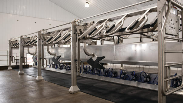 Das Bild zeigt den DeLaval P500, einen robusten und langlebigen Parallelmelkstand für höchste Effizienz und Komfort. Durch seine kompakte Bauweise und das optimierte Kuhhandling ermöglicht der P500 schnelle Belegungs- und Melkzeiten. Die solide Edelstahlausführung sorgt für eine lange Lebensdauer auch bei hoher Melkfrequenz und intensiver Nutzung.