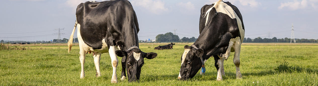 Home - DeLaval