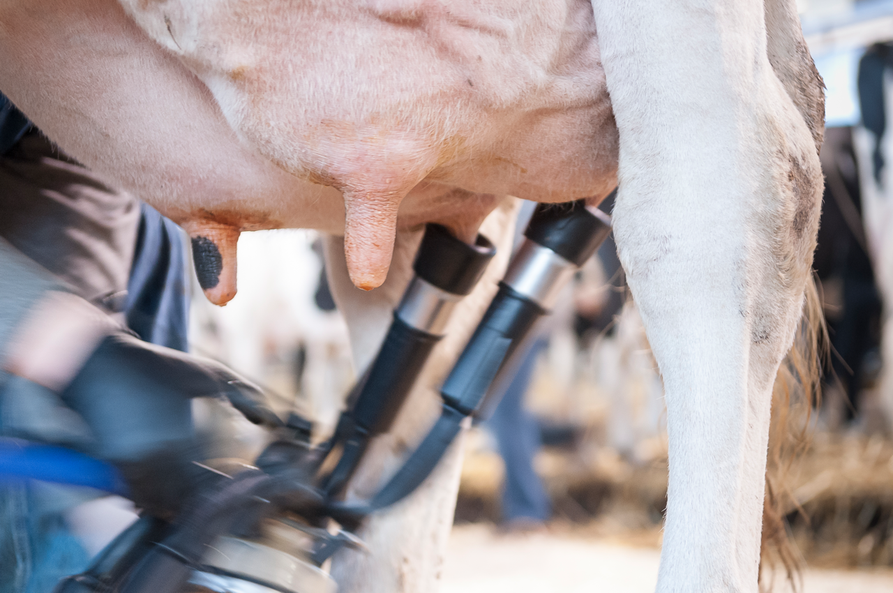 Cleaning and udder hygiene DeLaval